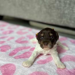 2 - Chocolate male Australian Labradoodle puppy in Calhoun, Louisiana from Arrowhead Australian Labradoodles