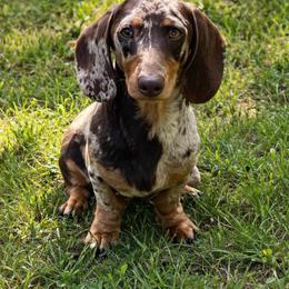 Sarah - Dachshund