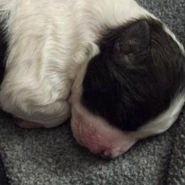 Boy 1 - Chocolate male Havanese puppy in Columbus, Ohio from Havanese Puppies Columbus