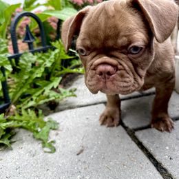 French Bulldog Puppies from The French Bulldog Company LLC