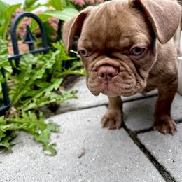 French Bulldog Puppies from The French Bulldog Company LLC