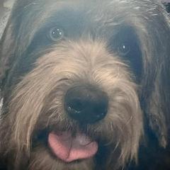 Boneca - Barbado da Terceira