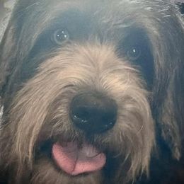 Boneca - Barbado da Terceira