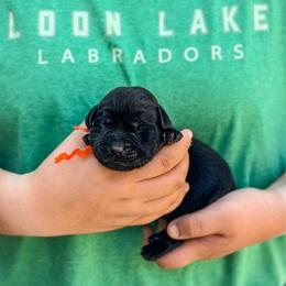 Orange girl - Black female Labrador Retriever puppy in Lake City, Michigan from Loon Lake Labradors