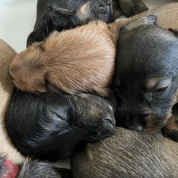 Dachshund Puppies from Vom Dörnerstein