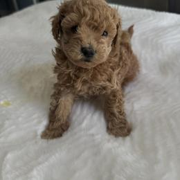 Peaches - Apricot female Maltipoo puppy in San Diego, California from Maltipoos SD