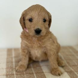 Coral - Cream female Goldendoodle puppy in Strasburg, Virginia from Shenandoah Valley Doodles