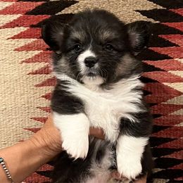 Lorna - Black and tan female American Corgi puppy in Los Lunas, New Mexico from Blue Diamond Welsh corgis