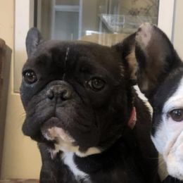 Dre - French Bulldog