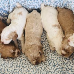 Cocker Spaniel All Grown Up from Kindred Cocker Spaniels in Kentucky