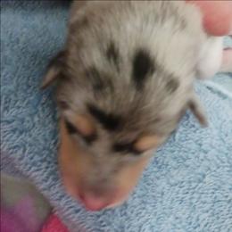 Blue Girl 3 - Blue merle white and tan female Collie puppy in Nunn, Colorado from Kingsgift Collies