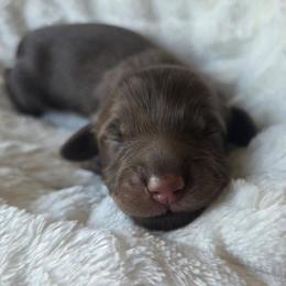 Raya - Chocolate and cream female Dachshund puppy in Yacolt, Washington from Cassiopeia Doxies