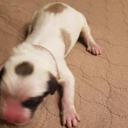 Pink Collar Girl - White and badger female Great Pyrenees puppy in Bon Aqua, Tennessee from Joel's Farm LLC