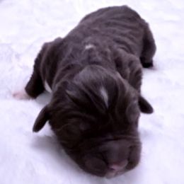 Fern - White and brown female Newfoundland puppy in Conroe, Texas from SugarPaws Newfoundlands