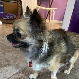 Coco - Chihuahua