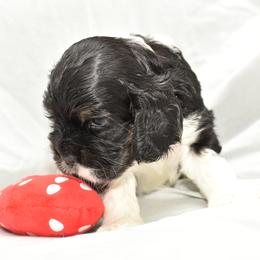 Cocker Spaniel Puppies from Minster Cocker Spaniels