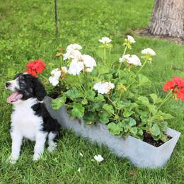 Benjamin Franklin - Black and white male Assorted Doodle Crosses puppy in Bagley, Minnesota from Soni Morgan