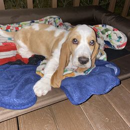 Basset Hound Puppies from Fancy Hounds