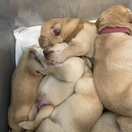 Labrador Retriever Puppies from Daisy Hill Farm