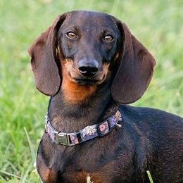 Dachshunds and Leonbergers from Smokey Mountain Leos/Black Forest WHD