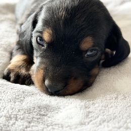 Dachshund Puppies from Silver Dach Farms