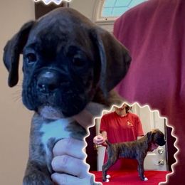 Bitcoin - Brindle male Boxer puppy in Hutchinson, Kansas from 4Ever Boxer’s