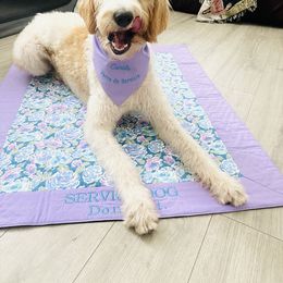 Labradoodle and Poodle All Grown Up from Caris Paws Poodles and Doodles