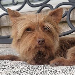 Blaze - Yorkshire Terrier
