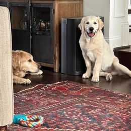 Golden Retriever All Grown Up from Tamarind Goldens