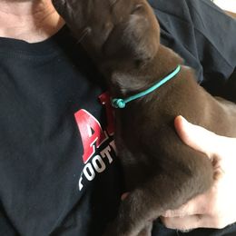 Labrador Retriever All Grown Up from Rocky Mountain Dogs - Utah