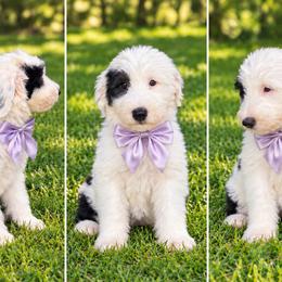 Light purple collar - Black and white female Sheepadoodle puppy in Mesa, Arizona from Desert Sheepies and Doodles