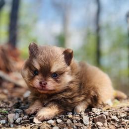 Schnitzel - Chocolate and tan male Pomeranian puppy in Buck Valley, Pennsylvania from Buck Valley Pomeranians