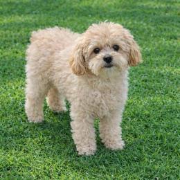 Daisy - Poodle