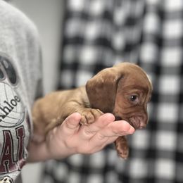 Dachshund Puppies from Kalua's Doxies