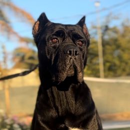 Cane Corso and Miniature Schnauzers from P1FamilyCanines