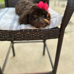 "Brownie-Female" Bernedoodle Puppies from Emma Grace Doodles