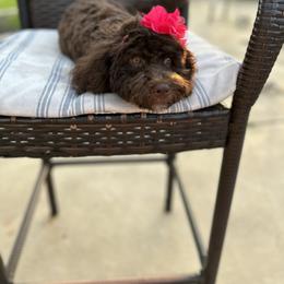 "Brownie-Female" Bernedoodle Puppies from Emma Grace Doodles