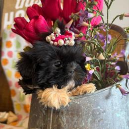 Missy - Black and white female Shih Tzu puppy in Taylorsville, North Carolina from Feather & Tail Acres