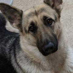 Basset Hound and Vostochino Evropeiskaya Ovcharka All Grown Up from Thystrup Vostochno Evropeiskaya Ovcharka