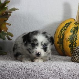 Miniature Australian Shepherd and Toy Australian Shepherd Puppies from Rocky Hill Aussies
