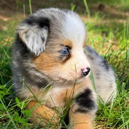 Sparkler - Blue merle female Toy Australian Shepherd puppy in Leitchfield, Kentucky from Legendmaker MAS
