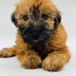 Soft Coated Wheaten Terrier Puppies from Wonderful Wheatens