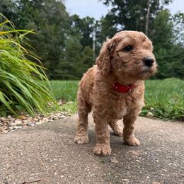 Red - Girl - Red  female Goldendoodle puppy in Kent City, Michigan from Hannah Mae Doodles