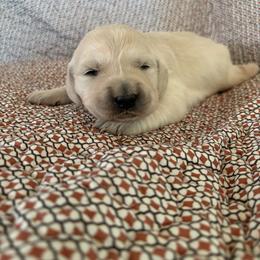 No collar - Light golden female Golden Retriever puppy in Barbourville, Kentucky from Home Sweet Home English Goldens
