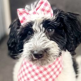 Goldendoodles from Liberty Creek Farms