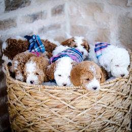 Poodle Puppies from Doodle Puppy Parti