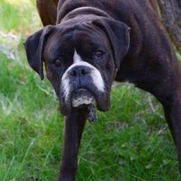 Port - Boxer