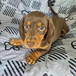 Mickey - Chocolate and tan male Dachshund puppy in Randolph, Texas from Spindle's Little Treasures