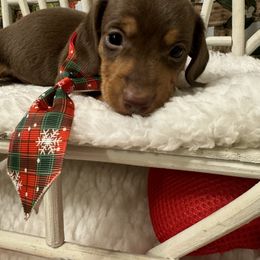 PETEY - Chocolate and tan male Dachshund puppy in Polo, Missouri from Blue Tails Farm