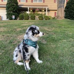 Miniature Australian Shepherd and Toy Australian Shepherd Puppies from Loyal Litters Toy Australian Shepherds